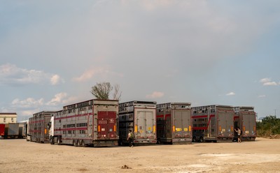 Transporty se zvířaty na odpočívadle v Turecku - Nevinné oběti